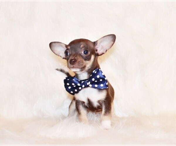 Medium Photo #29 Chihuahua Puppy For Sale in CHARLESTON, AR, USA