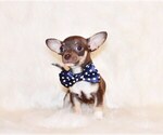 Small #1 Chihuahua