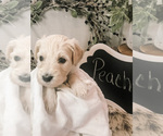 Small Photo #6 Goldendoodle Puppy For Sale in MARQUAND, MO, USA