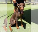 Small #2 Doberman Pinscher