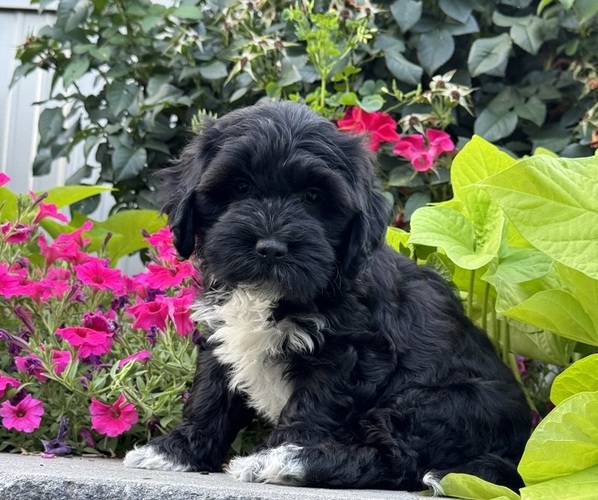 Medium Photo #4 Lhasapoo Puppy For Sale in CANOGA, NY, USA