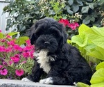 Small #3 Lhasapoo