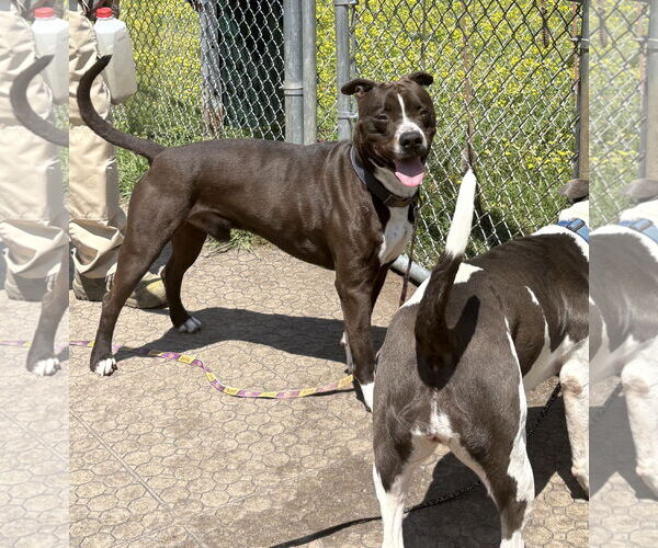Medium Photo #4 American Pit Bull Terrier Puppy For Sale in Virginia Beach, VA, USA
