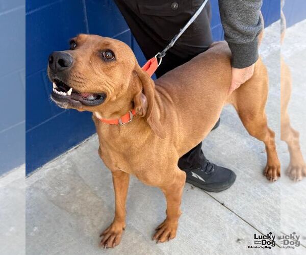 Medium Photo #5 Rhodesian Ridgeback-Unknown Mix Puppy For Sale in Washington, DC, USA