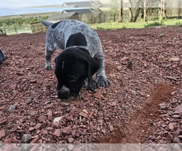 Medium Photo #68 German Shorthaired Pointer Puppy For Sale in EVANSVILLE, WY, USA
