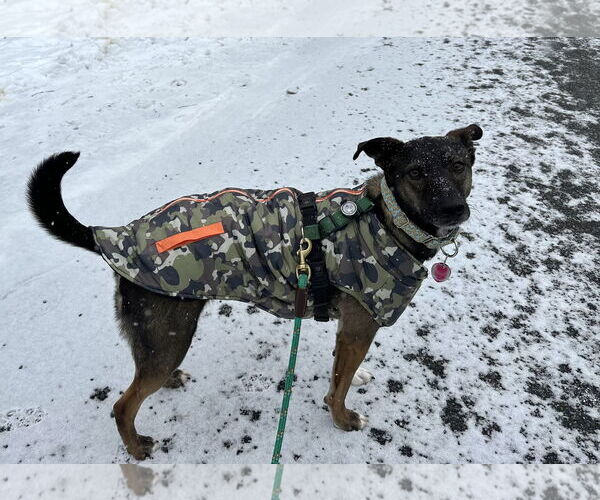 Medium Photo #2 Mutt Puppy For Sale in Wakefield, RI, USA