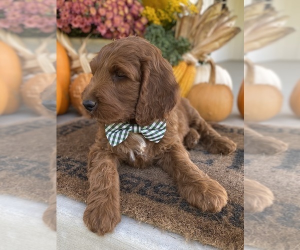 Medium Photo #2 Irish Doodle Puppy For Sale in WOOSTER, OH, USA