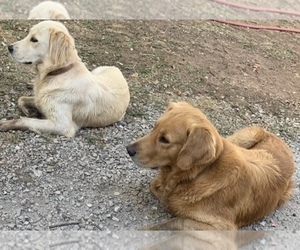 Father of the English Cream Golden Retriever-Golden Retriever Mix puppies born on 05/26/2025