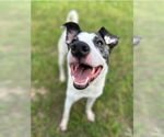 Small #4 American Staffordshire Terrier-Great Pyrenees Mix