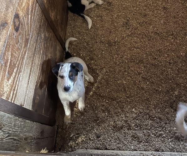 Medium Photo #2 Australian Cattle Dog-English Shepherd Mix Puppy For Sale in MIDDLEBORO, MA, USA
