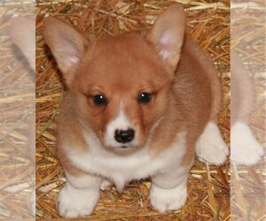 Pembroke Welsh Corgi Puppy for sale in WOODMAN, WI, USA