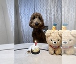 Small #47 Goldendoodle