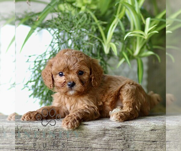 Medium Photo #2 Cavapoo (Miniature) Puppy For Sale in PARADISE, PA, USA