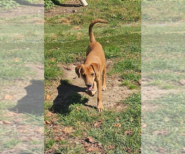 Medium Photo #3 Feist Terrier-Unknown Mix Puppy For Sale in Tracy City, TN, USA