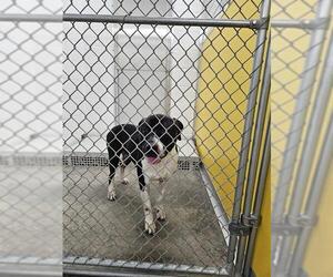 Mutt Dogs for adoption in Temple, TX, USA