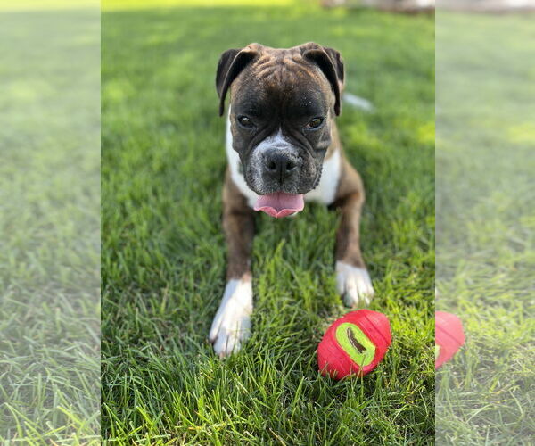 Medium Photo #6 Boxer Puppy For Sale in Woodbury, MN, USA