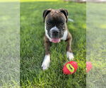 Small #5 Boxer