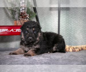 German Shepherd Dog Litter for sale in NAPPANEE, IN, USA