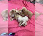 Small #7 Chihuahua Mix