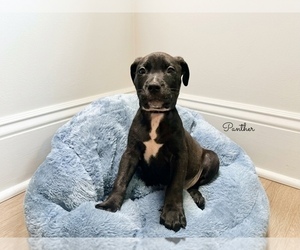 American Pit Bull Terrier Puppy for sale in RICHMOND, CA, USA
