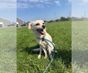 Queso - Male Chihuahua-Unknown Mix Dog for Adoption - Photo #2