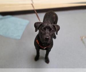 Shepradors Dogs for adoption in Denver, CO, USA