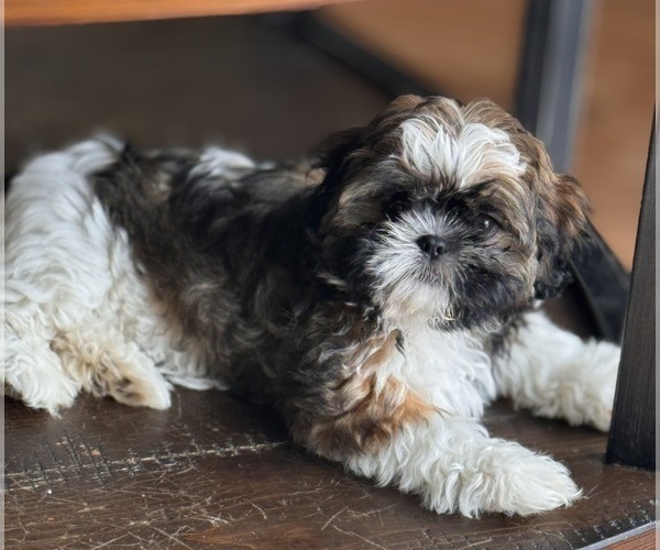 Medium Photo #4 Shih Tzu Puppy For Sale in ORLANDO, FL, USA