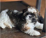 Small #3 Shih Tzu