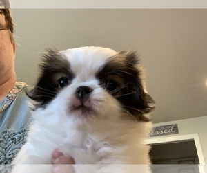 Japanese Chin Puppy for Sale in SALEM, Oregon USA