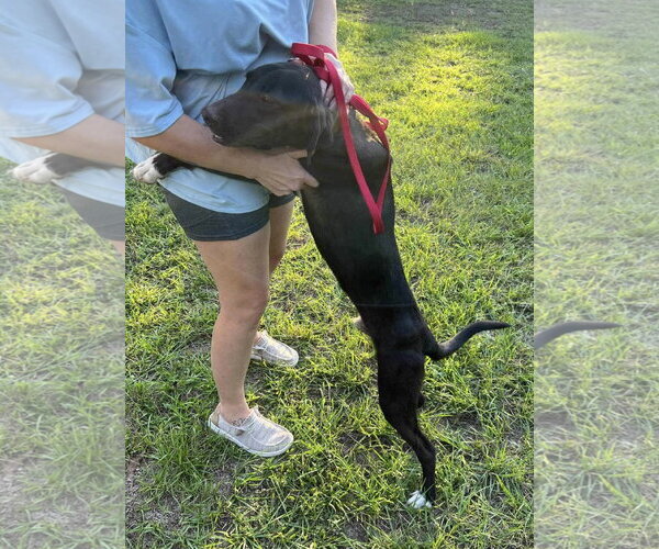 Medium Photo #2 Mutt Puppy For Sale in Ridgefield, CT, USA