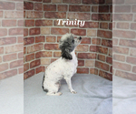 Small #20 Poodle (Miniature)
