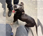 Small American Pit Bull Terrier