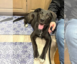 Borador Dogs for adoption in MECHANICSBURG, PA, USA