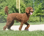 Small Photo #1 Bernedoodle Puppy For Sale in INDEPENDENCE, MO, USA