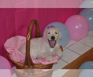 English Cream Golden Retriever Puppy for sale in WEBSTER CITY, IA, USA