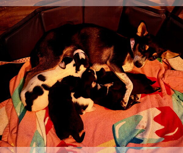Medium Photo #7 Rat Terrier Puppy For Sale in Holly Springs, NC, USA