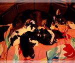 Small #6 Rat Terrier