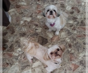 Mother of the Shih Tzu puppies born on 01/30/2019