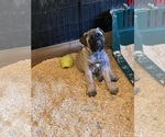 Puppy Valentine Bullmastiff