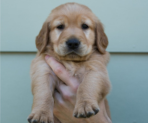 Golden Retriever Puppy for sale in LINCOLN, NE, USA