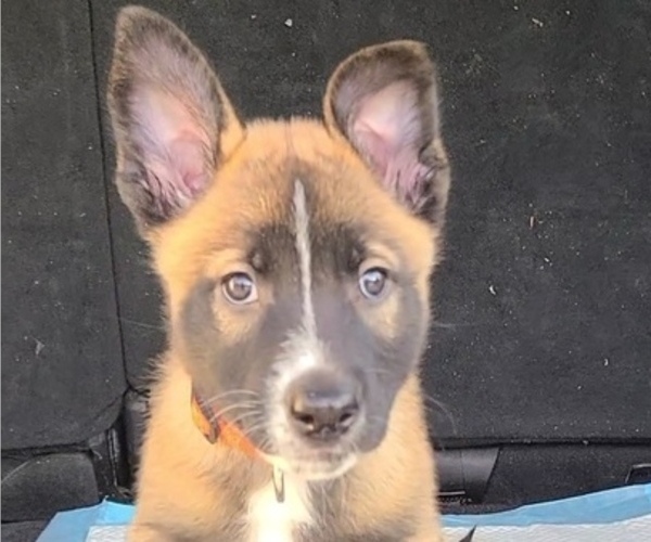 Medium Photo #3 Belgian Malinois Puppy For Sale in NEWNAN, GA, USA