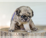 Small #3 Pug