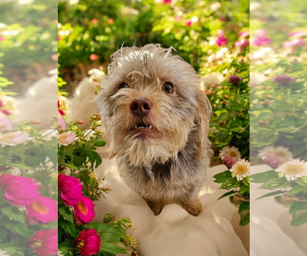 Medium Photo #2 Maltese-Unknown Mix Puppy For Sale in Fallbrook, CA, USA