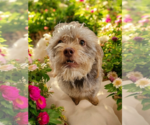 Small #1 Maltese Mix