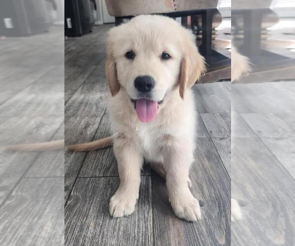 Medium Photo #7 Golden Retriever Puppy For Sale in HOUSTON, TX, USA