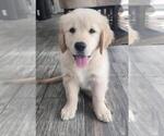 Shiloh - Female Golden Retriever Puppy for Sale - Photo #7