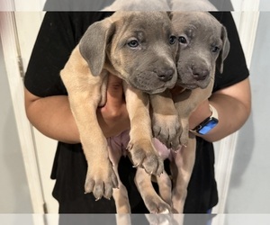 Cane Corso Puppy for sale in BRANDYWINE, MD, USA