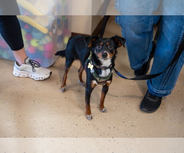 Medium Photo #4 Chihuahua-Unknown Mix Puppy For Sale in Mundelein, IL, USA