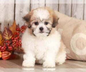 Zuchon Puppy for sale in MOUNT VERNON, OH, USA