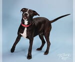 Small #7 American Pit Bull Terrier-Spaniel Mix